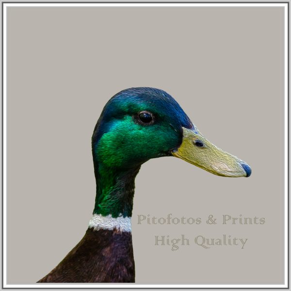 Stylish Duck Portrait Print