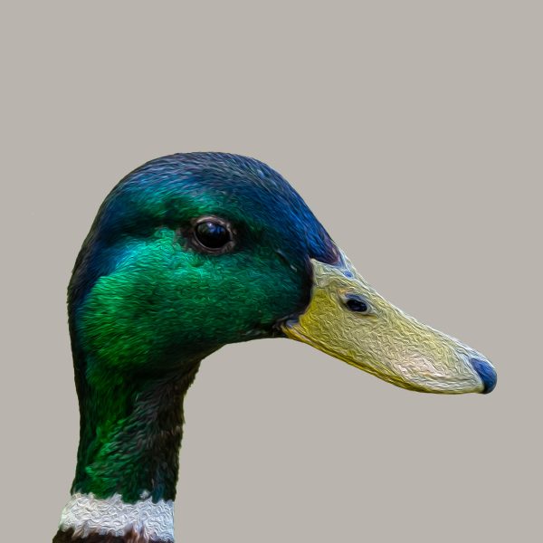 Stylish Duck Portrait Print - Image 9