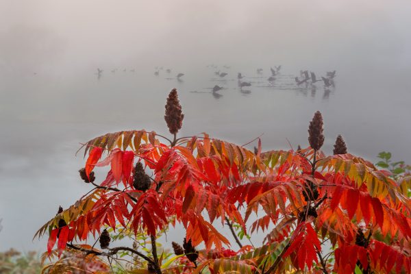 Geese in the Fog