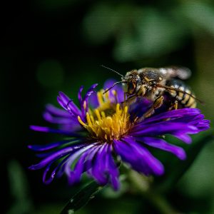 Pollination, Bee on Flower