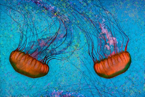 Stylish Jellyfish