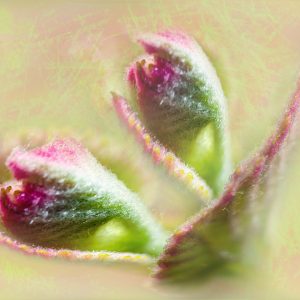 Pink & Green