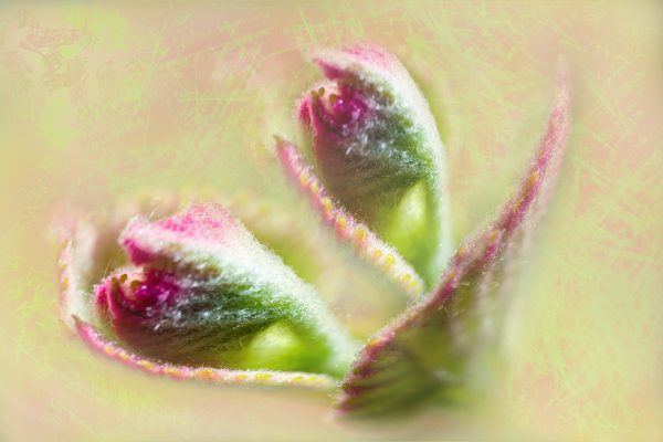 Pink & Green