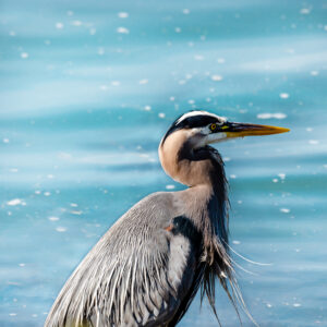 Heron with penguin tattoo