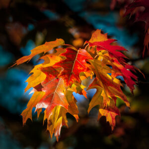 Autumn Leaves, Natures, Trees, Seasons